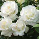 50 Seeds Imported 'Claire Austin' Rare White Shrub Rose Flower