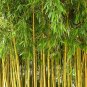 100 Seeds Yellow bamboo Phyllostachys Aureosulcata Gold Bamboo