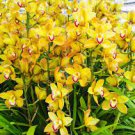 100 Seeds Rare Cymbidium Orchid Plant African Cymbidiums Flores