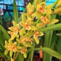 100 Seeds Rare Cymbidium Orchid Plant African Cymbidiums Flores