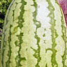 10 Seeds Giant Watermelon 'Iwanaga Giant' F1
