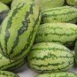 10 Seeds Giant Watermelon 'Iwanaga Giant' F1