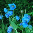 100 Seeds Corn Poppy Blue Sky Blue Purple Perennial Flowers Bonsai