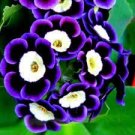 200 Seeds Stunning Tricolor Petunia Annual Indoor Bonsai Flower