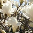 10 Seeds White Yulan Magnolia Tree Seeds