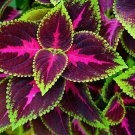 20 Seeds Kong Red Giant Coleus Herbs