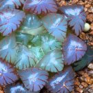 5 Seeds Rare Haworthia obtusa Semilucent Red Milky White Succulent