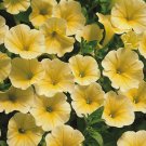 200 Seeds Sunrise Cascading Trails' Yellow Petunia Hybrid