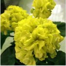 10pcs Geranium Purely Greenish Yellow Big Blooms Bonsai Flowers Seeds