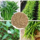 30 seeds Thai Water Spinach Kangkong Vegetable Seeds, heirloom organic swamp cabbage