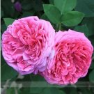 50 Seeds Heirloom Pink Rose Bush Flower