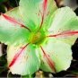 2 Seeds Bright Green Adenium Desert Rose Flower