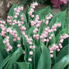 50 Seeds Rare 'Feng Die' Pink Lily of the valley Convallaria majalis Perennial Flower