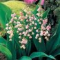 50 Seeds Rare 'Feng Die' Pink Lily of the valley Convallaria majalis Perennial Flower