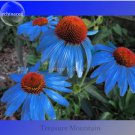 100 Seeds Rare 'Yangko' Light Blue Echinacea purpurea