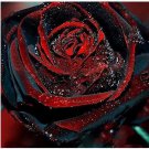100 seeds Black Rose Seeds Flower With Red Edge Rare Rose Garden
