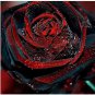 100 seeds Black Rose Seeds Flower With Red Edge Rare Rose Garden