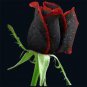 100 seeds Black Rose Seeds Flower With Red Edge Rare Rose Garden