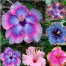 20 Seeds Rare Mix Colors Giant Hibiscus Seeds Potted Plant Perennial Flowers