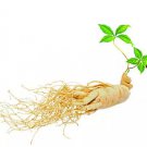 10 Seeds Chinese / korean Panax Ginseng