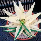 100 Seeds Aloe Vera Seeds , Beauty Edible Cosmetic Bonsai Plants