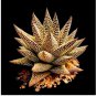 100 Seeds Aloe Vera Seeds , Beauty Edible Cosmetic Bonsai Plants