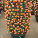 30 Seeds Mandarin Orange Dwarf