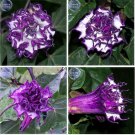 20 Seeds Purple Moon Angel Trumpet Datura / Yellow Datura Metel Flowers