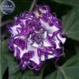 20 Seeds Purple Moon Angel Trumpet Datura / Yellow Datura Metel Flowers