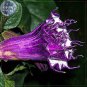 20 Seeds Purple Moon Angel Trumpet Datura / Yellow Datura Metel Flowers
