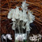 10 Seeds Monotropa Uniflora Indian Pipe Cheilotheca Humilis w/ White Flowers