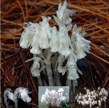 10 Seeds Monotropa Uniflora Indian Pipe Cheilotheca Humilis w/ White Flowers