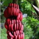 100 Seeds Red Banana