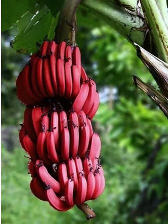 100 Seeds Red Banana