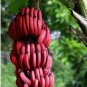 100 Seeds Red Banana
