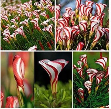 1000 Seeds Rare Oxalis Versicolor Flower