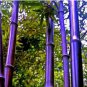 30 Seeds Heirloom Rare Purple Giant Bamboo
