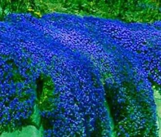 100 seeds Creeping Thyme Bonsai or Blue Rock CRESS Garden