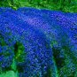100 seeds Creeping Thyme Bonsai or Blue Rock CRESS Garden