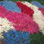 100 Seeds Creeping Thyme Seeds or Blue ROCK CRESS