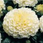 50 Seeds White Marigold French Vanilla Hybrid Flowers