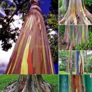 50 Seeds Hawaii Rainbow Eucalyptus Tree