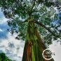 50 Seeds Hawaii Rainbow Eucalyptus Tree