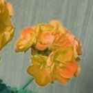 10 seeds Geranium Golden Dense Ball-shaped Big Blooms Bonsai Flowers