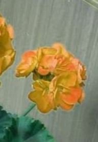 10 seeds Geranium Golden Dense Ball-shaped Big Blooms Bonsai Flowers