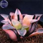 5 seeds Haworthia Hybrid pink black lovely bonsai home garden succulent