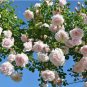 50 seeds New Dawn White Pink Climbing Rose Plant Flower
