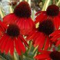 100 seeds Rare Echinacea 'Firebird' Dark Red Coneflower