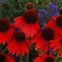 100 seeds Rare Echinacea 'Firebird' Dark Red Coneflower