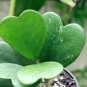 100 seeds Hoya kerrii Seeds December orchid Family Bonsai Garden Supplies